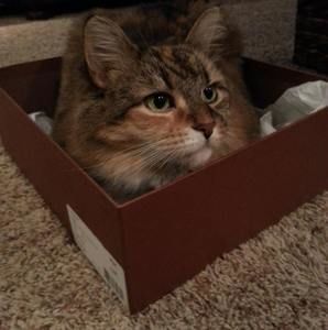 Meet your Posher, Molly